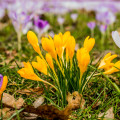 Krokus Golden Yellow - Crocus vernus - hlízy krokusů - 3 ks