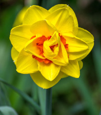 Narcis Tahiti - Narcissus - cibule narcisů - 3 ks