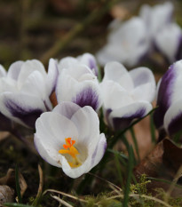 Krokus Prins Claus - Crocus chrysanthus - hlízy krokusů - 3 ks