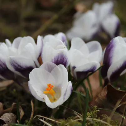 Krokus Prins Claus - Crocus chrysanthus - hlízy krokusů - 3 ks