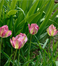 Tulipán Groenland - Tulipa - cibule tulipánů - 3 ks