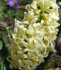 Hyacint City of Harleem - Hyacinthus - cibule hyacintů - 1 ks