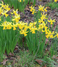 Narcis February Gold - Narcissus - cibule narcisů - 3 ks