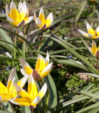 Tulipán pozdní Tarda - Tulipa - cibule tulipánů - 3 ks