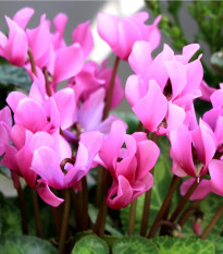 Brambořík - Cyclamen coum - hlízy bramboříků - 1 ks