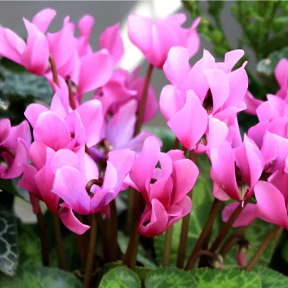 Brambořík - Cyclamen coum - hlízy bramboříků - 1 ks