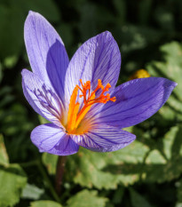 Krokus podzimní Speciosus - Crocus specious - hlízy krokusů - 3 ks