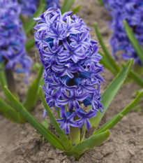 Hyacint modrý Delft Blue - Hyacinthus - cibule hyacintu - 1 ks