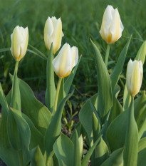 Tulipán White Purissima - Tulipa - cibule tulipánů - 3 ks