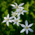 Snědek - Ornithogalum umbellatum - cibule snědku - 3 ks