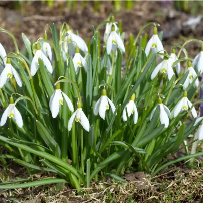 Sněženka Woronova - Galanthus woronowii - cibule sněženek - 3 ks