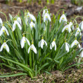 Sněženka Woronova - Galanthus woronowii - cibule sněženek - 3 ks