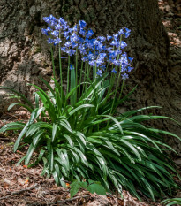 Hyacintovec španělský modrý - Hyacinthoides hispanica - cibule hyacintovců - 5 ks