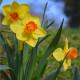 Narcis Jetfire - Narcissus - cibule narcisů - 3 ks