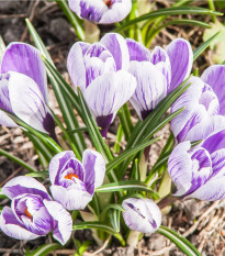 Krokus King of Striped - Crocus vernus - hlízy krokusů - 3 ks