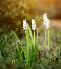 Modřenec White Magic - Muscari aucheri - cibule modřenců - 5 ks