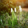 Modřenec White Magic - Muscari aucheri - cibule modřenců - 5 ks