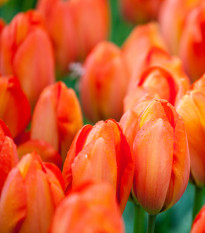 Tulipán Orange Brilliant - Tulipa - cibule tulipánů - 3 ks