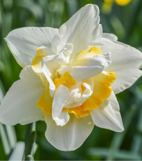 Narcis White Lion - Narcissus - cibule narcisů - 3 ks