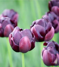 Tulipán Black Hero - Tulipa - cibule tulipánů - 3 ks