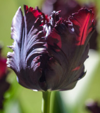 Tulipán Black Parrot - Tulipa - cibule tulipánů - 3 ks