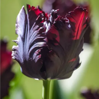 Tulipán Black Parrot - Tulipa - cibule tulipánů - 3 ks