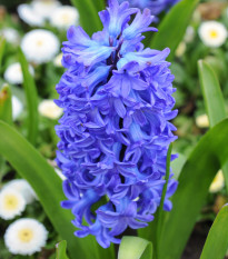 Hyacint plnokvětý Crystal Palace - Hyacinthus - cibule hyacintů - 1 ks