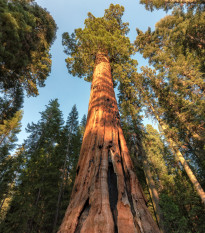 Sekvoj vždyzelená - Sequoia sempervirens - osivo sekvoje - 3 ks