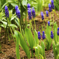 Modřenec širokolistý - Muscari latifolium - cibule modřenců - 5 ks