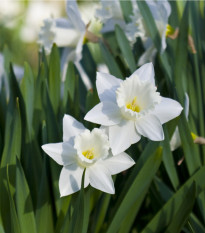 Narcis Tresamble - Narcissus - cibule narcisů - 3 ks