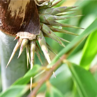 Bambus železný - Dendrocalamus Strictus  - osivo bambusu - 2 ks