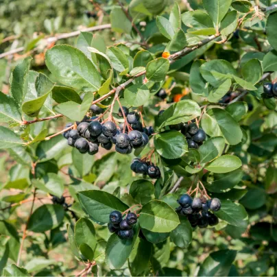 Aronie - Černý jeřáb - Aronia melanocarpa - osivo aronie - 7 ks