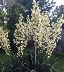 Juka glauca - Yucca glauca - osivo juky - 5 ks