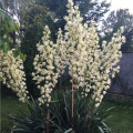 Juka glauca - Yucca glauca - osivo juky - 5 ks