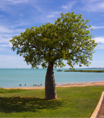 Australský baobab - Adansonia gregorii - osivo baobabu - 3 ks