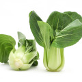 Pak Choi Sagami - Brassica rapa var rosularis - osivo pak choi - 150 ks