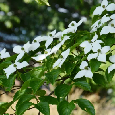 Dřín japonský - Svída japonská - Cornus kousa - osivo svídy - 4 ks