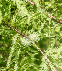 Tisovec dvouřadý - Taxodium distichum - osivo tisovce - 5 ks