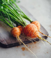 Mrkev kulatá k rychlení Pariser Markt - Daucus carota - osivo mrkve - 500 ks