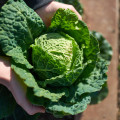 Kapusta Entira F1 - Brassica oleracea - osivo kapusty - 40 ks