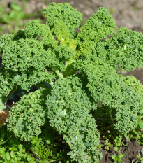 Kadeřávek Lerchenzungen - Brassica oleracea L. - osivo kadeřávku - 150 ks