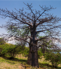 Baobab suarézský - Lahvový strom - Adansonia suarezensis - osivo baobabu - 2 ks