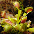 Mucholapka mix - Dionaea - osivo mucholapky - 10 ks