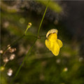 Bublinatka šídlovitá - Utricularia subulata - osivo bublinatky - 15 ks