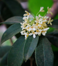 Olivovník libovonný - Osmanthus fragrans - osivo olivovníku - 5 ks