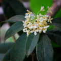 Olivovník libovonný - Osmanthus fragrans - osivo olivovníku - 5 ks