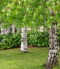 Bříza bělokorá - Betula pendula - osivo břízy - 15 ks