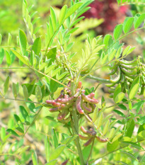 Indigovník barvířský - Indigofera tinctoria - osivo indigovníku - 7 ks