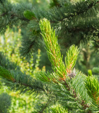 Borovice osinatá - Pinus aristata - osivo borovice - 5 ks