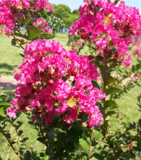 Krepová myrta - Lagerstroemia indica - osivo krepové myrty - 6 ks